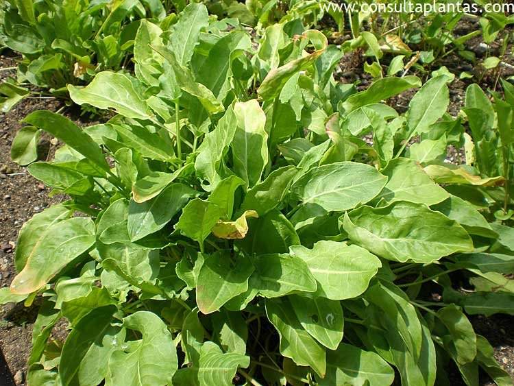 Rumex acetosa