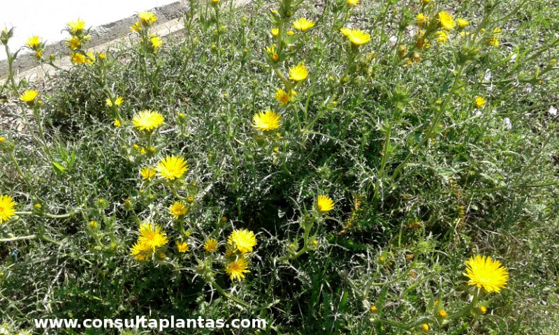 Scolymus grandiflorus