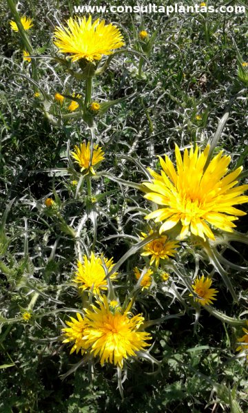 Scolymus grandiflorus