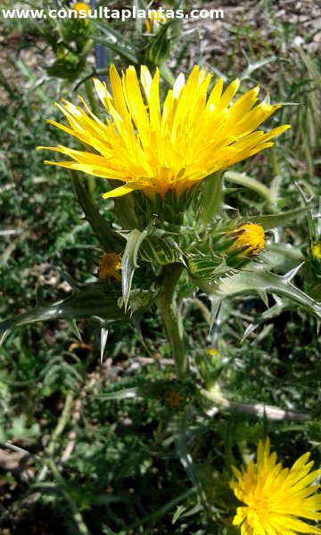 Scolymus grandiflorus