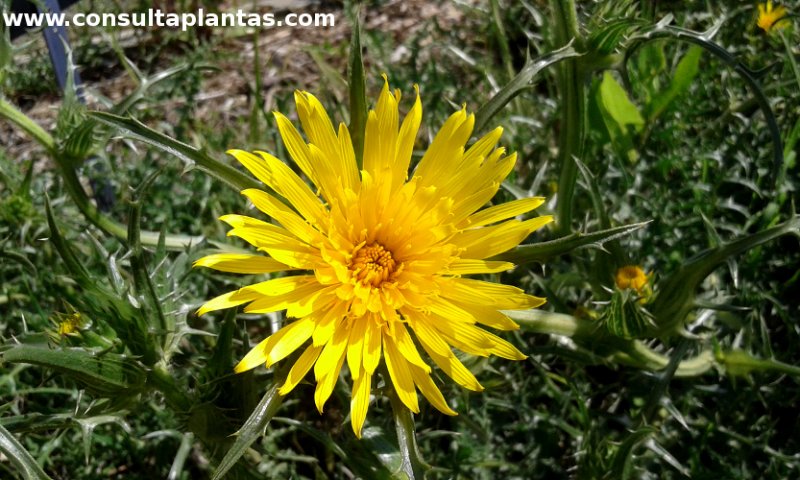 Scolymus grandiflorus