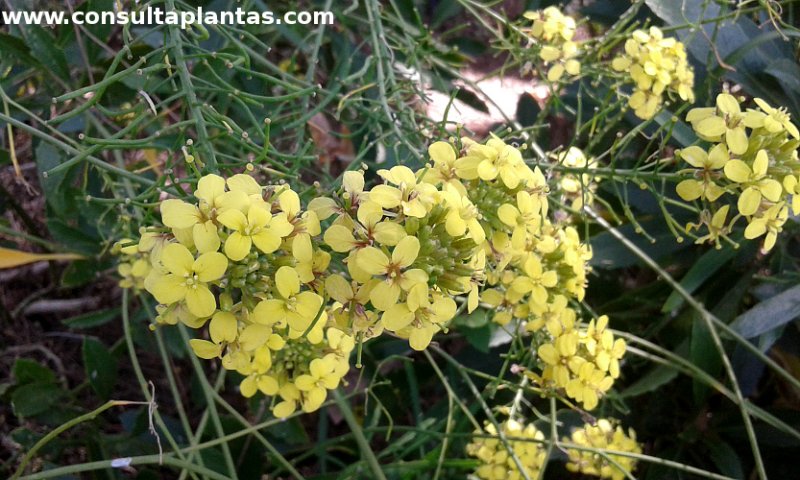 Sinapidendron frutescens