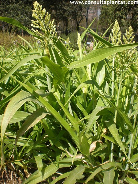 Sorghum vulgare