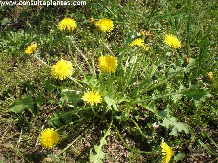 Taraxacum officinale