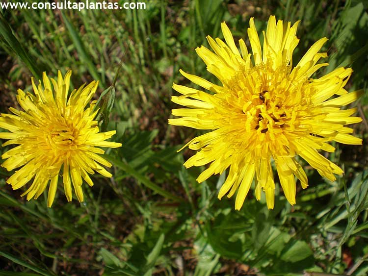 Taraxacum officinale