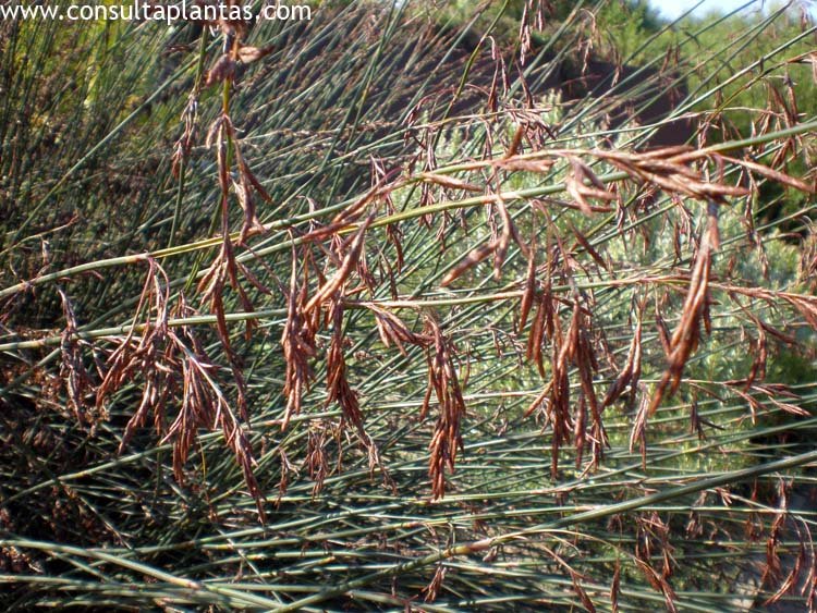 Thamnochortus spicigerus