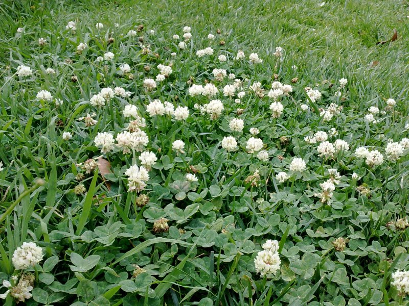 Trifolium repens