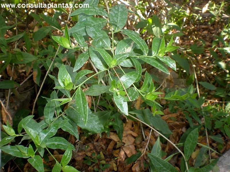 Trixis alata