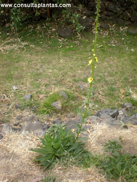 Verbascum virgatum
