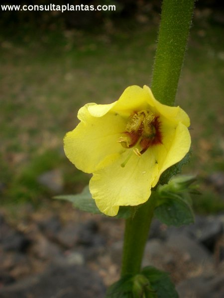 Verbascum virgatum