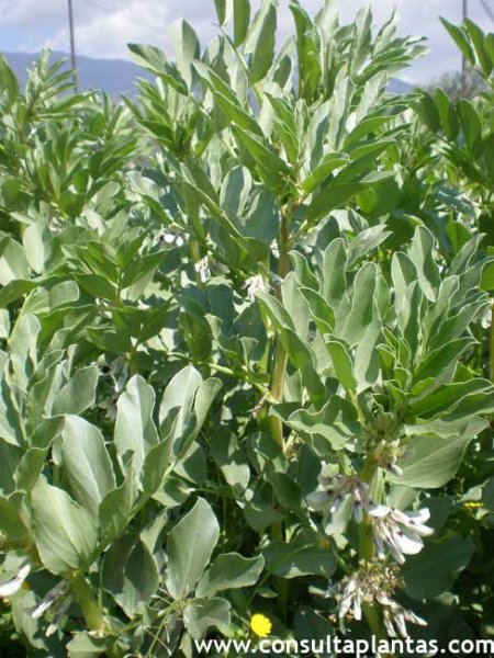 Vicia faba