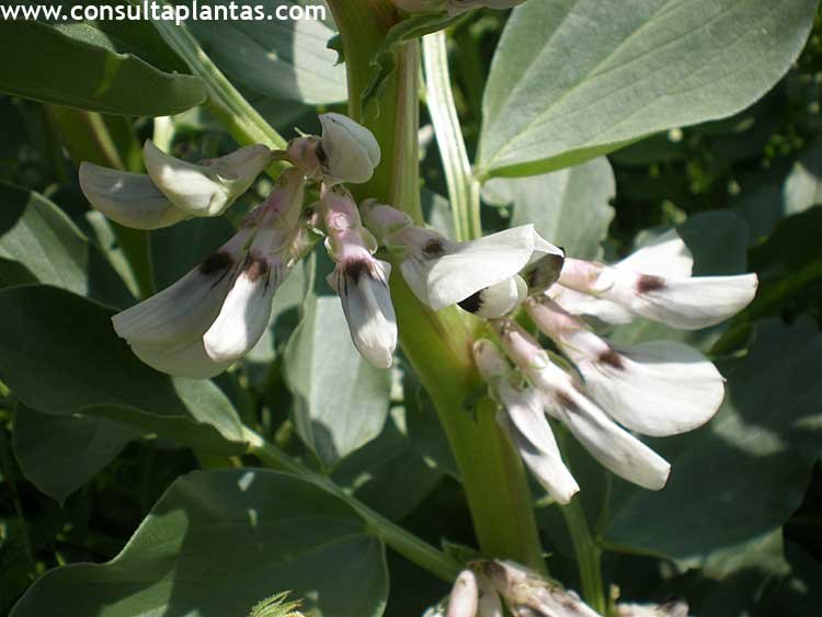 Vicia faba