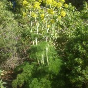 Ferula lancerottensis
