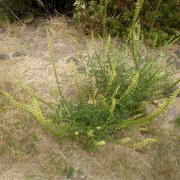 Reseda lutea