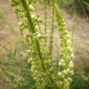 Reseda lutea