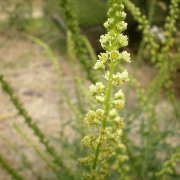 Reseda lutea