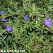 Ruellia strepens