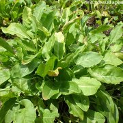 Rumex acetosa