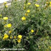 Scolymus grandiflorus