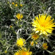 Scolymus grandiflorus