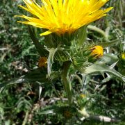 Scolymus grandiflorus