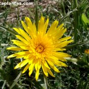 Scolymus grandiflorus