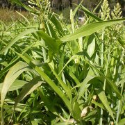 Sorghum vulgare