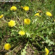 Taraxacum officinale