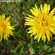 Taraxacum officinale