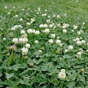 Trifolium repens