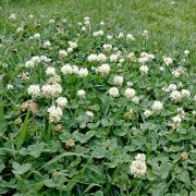 Trifolium repens