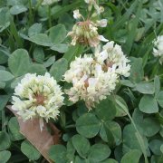 Trifolium repens