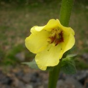 Verbascum virgatum