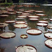 Victoria amazonica