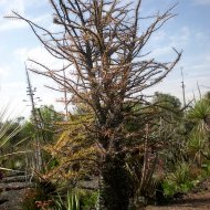 Fouquieria fasciculata