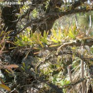 Fouquieria fasciculata