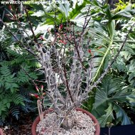 Fouquieria splendens