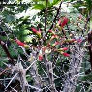 Fouquieria splendens