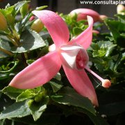 Fucsia
