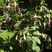 Fuchsia x hybrida