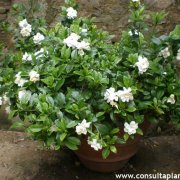 Gardenia jasminoides