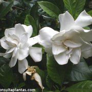 Flor de Gardenia