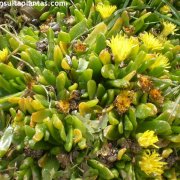 Glottiphyllum longum