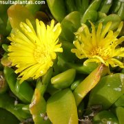 Glottiphyllum longum