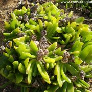 Glottiphyllum longum