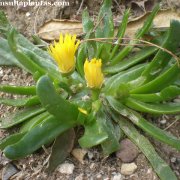 Glottiphyllum longum