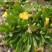 Glottiphyllum longum