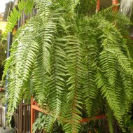 Goniophlebium subauriculatum