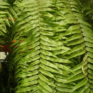Goniophlebium subauriculatum