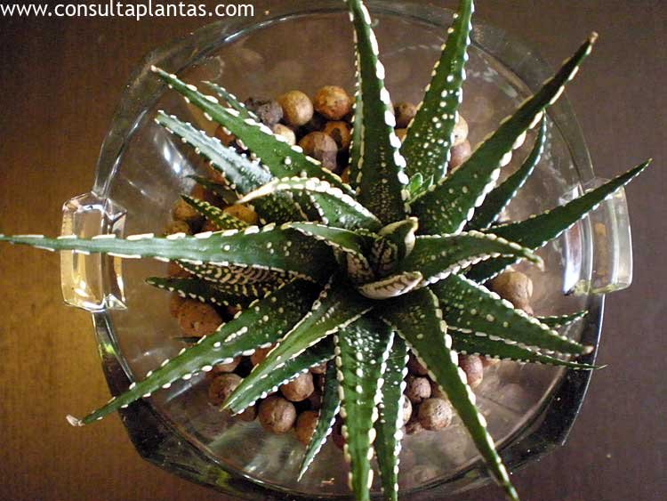 Haworthia attenuata